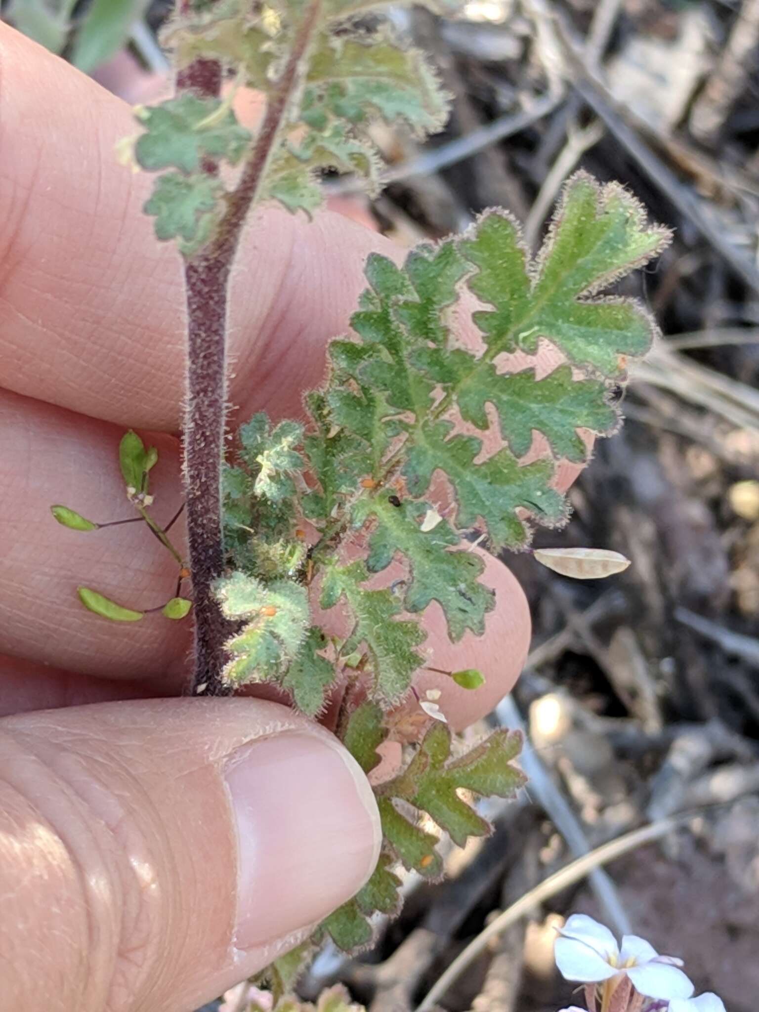 Image de Phacelia infundibuliformis Torr.