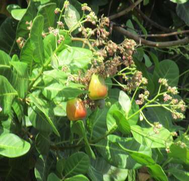 Image of cashew