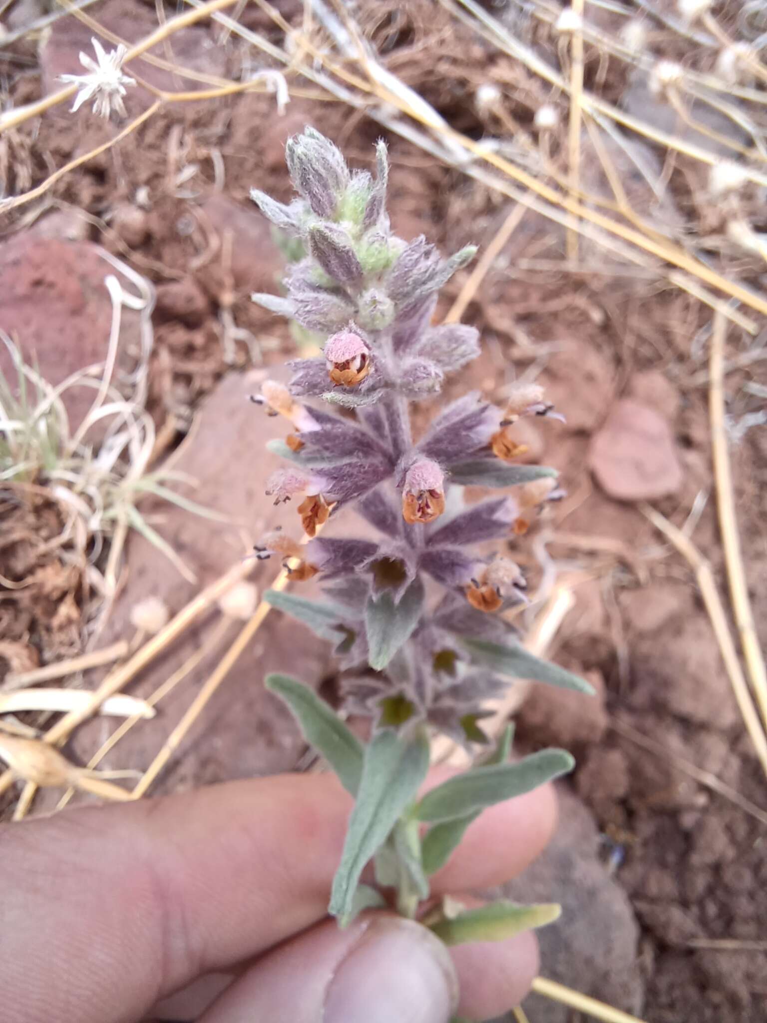 Imagem de Stachys rothrockii A. Gray