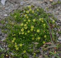 Plancia ëd Cherleria sedoides L.