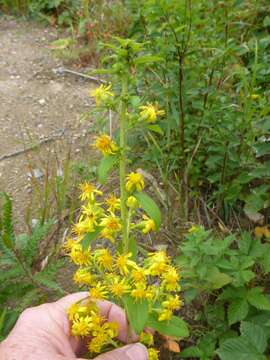 Image of stout goldenrod