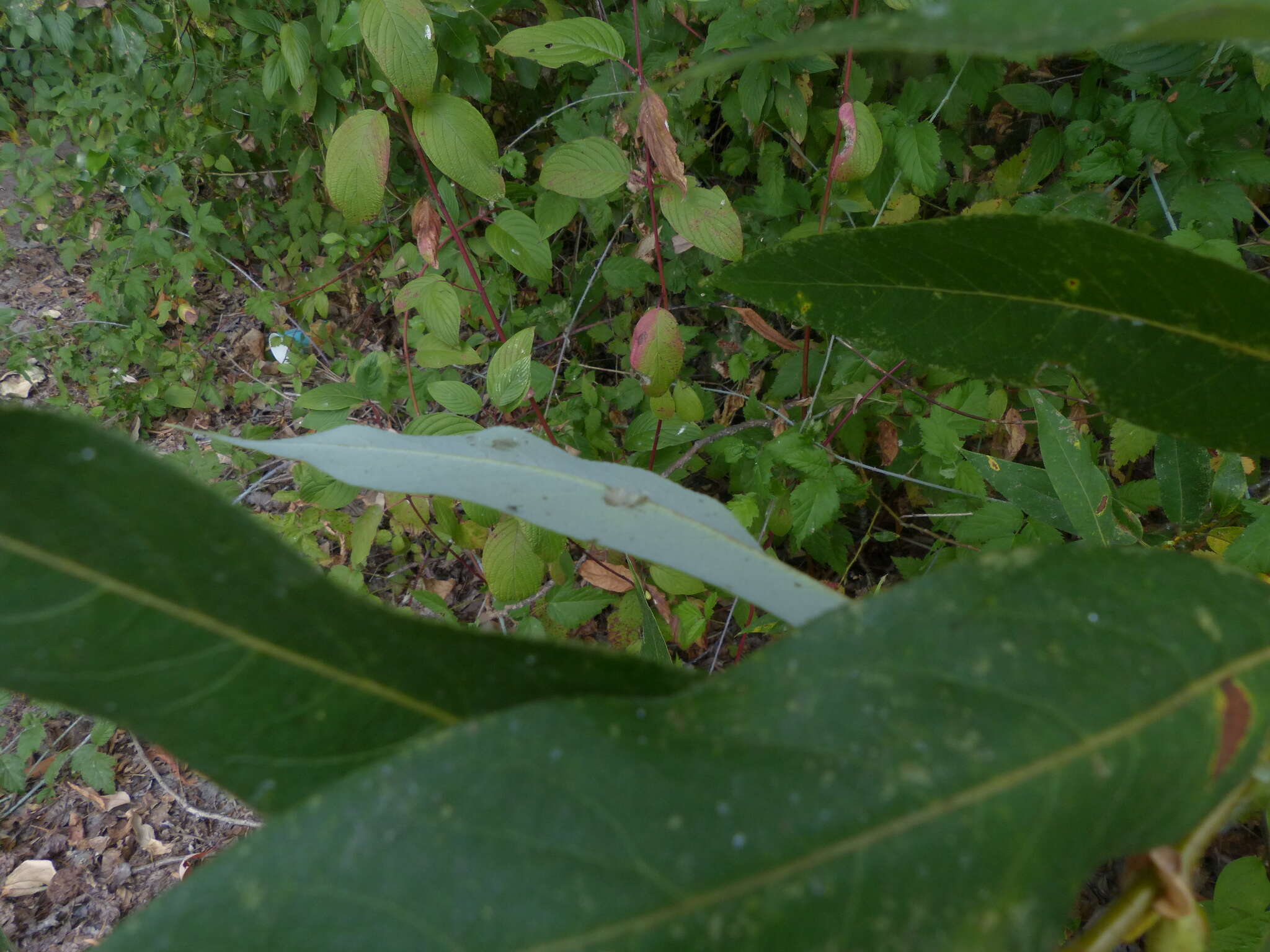 Image of Salix lasiandra var. lasiandra