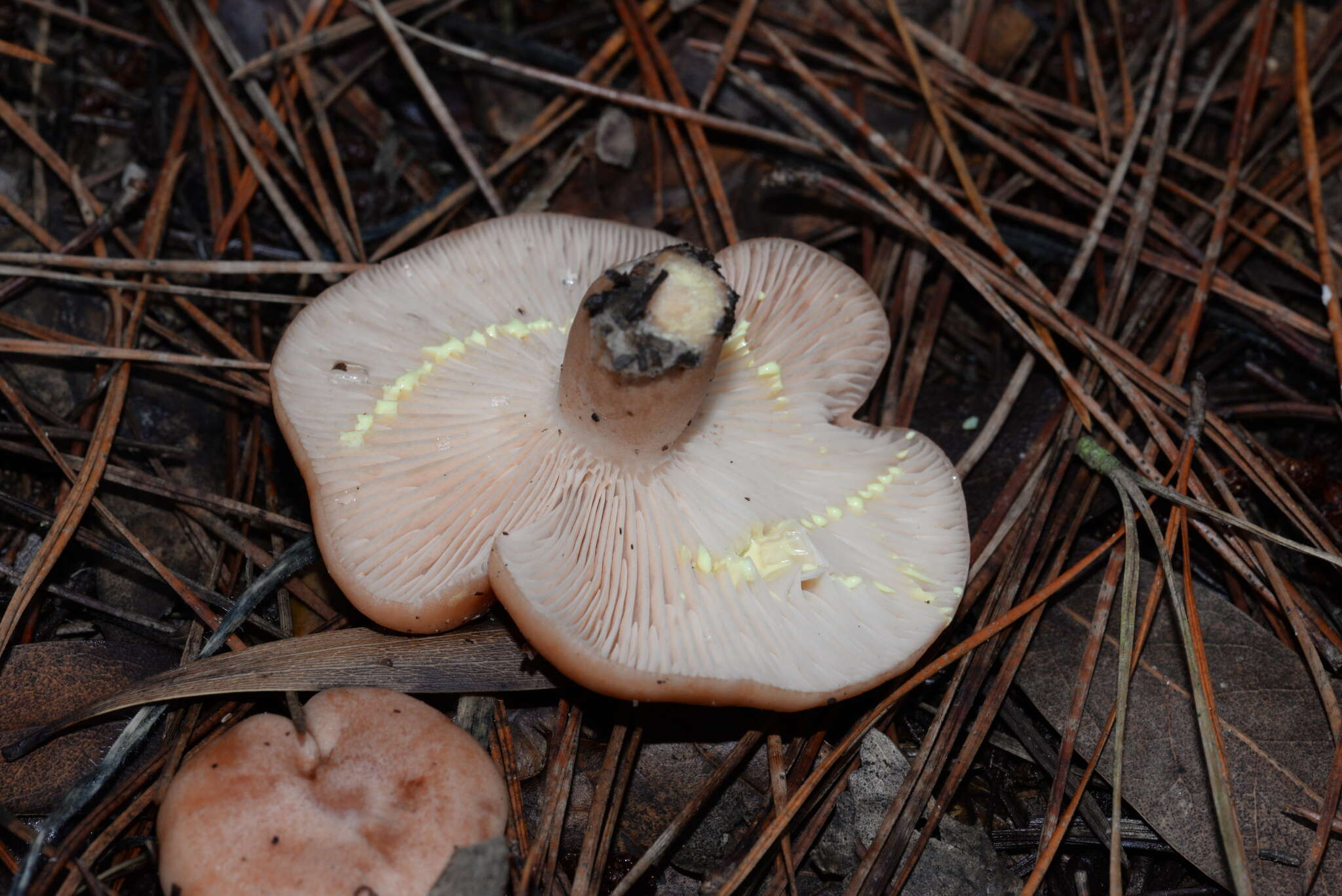 Image of Lactarius xanthogalactus Peck 1907