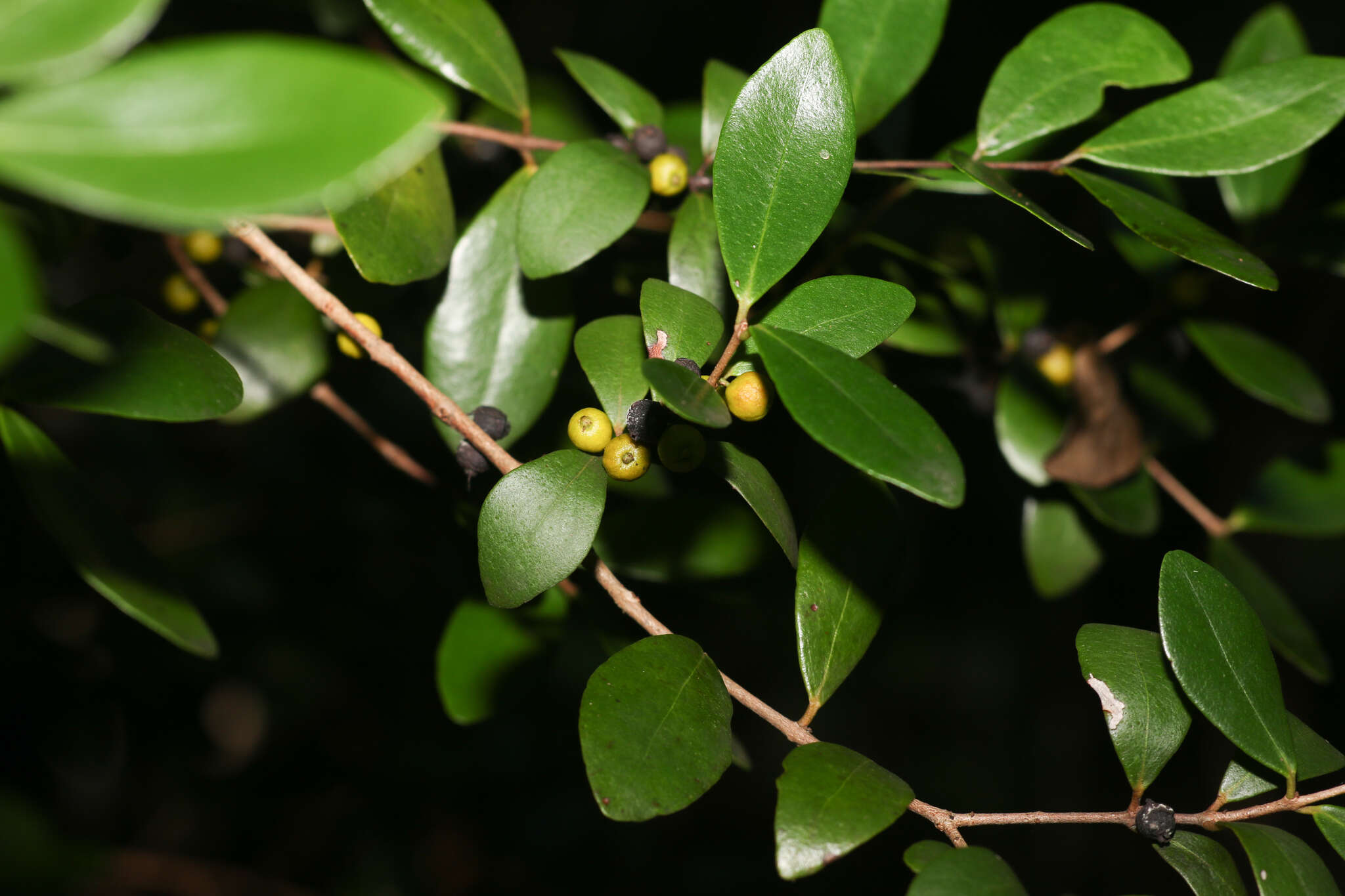 Image of boxleaf stopper