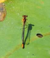 Image of Lilypad Forktail