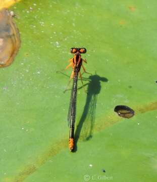 Image of Lilypad Forktail