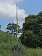 Image of Agave inaequidens K. Koch