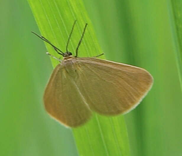 Image of Drab looper moth