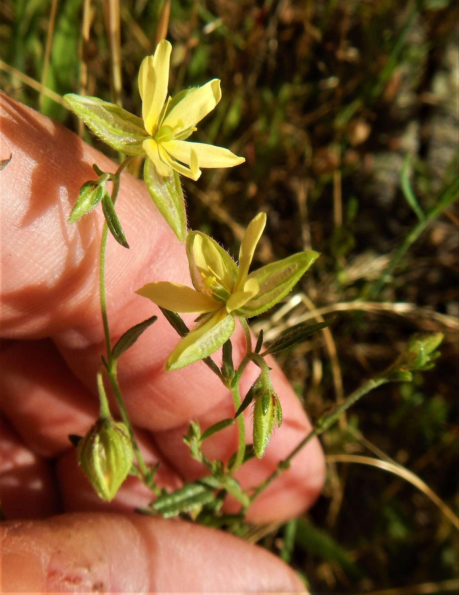 Image of willowleaf frostweed