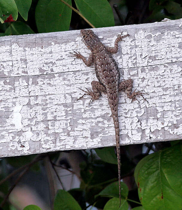 Image of Peters' Lava Lizard