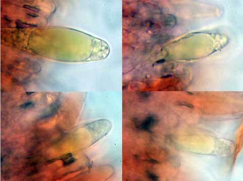 Image of Pluteus fenzlii (Schulzer) Corriol & P.-A. Moreau 2007