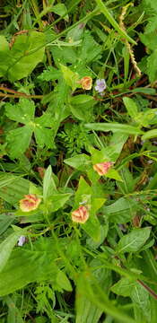 Plancia ëd Oenothera epilobiifolia Kunth