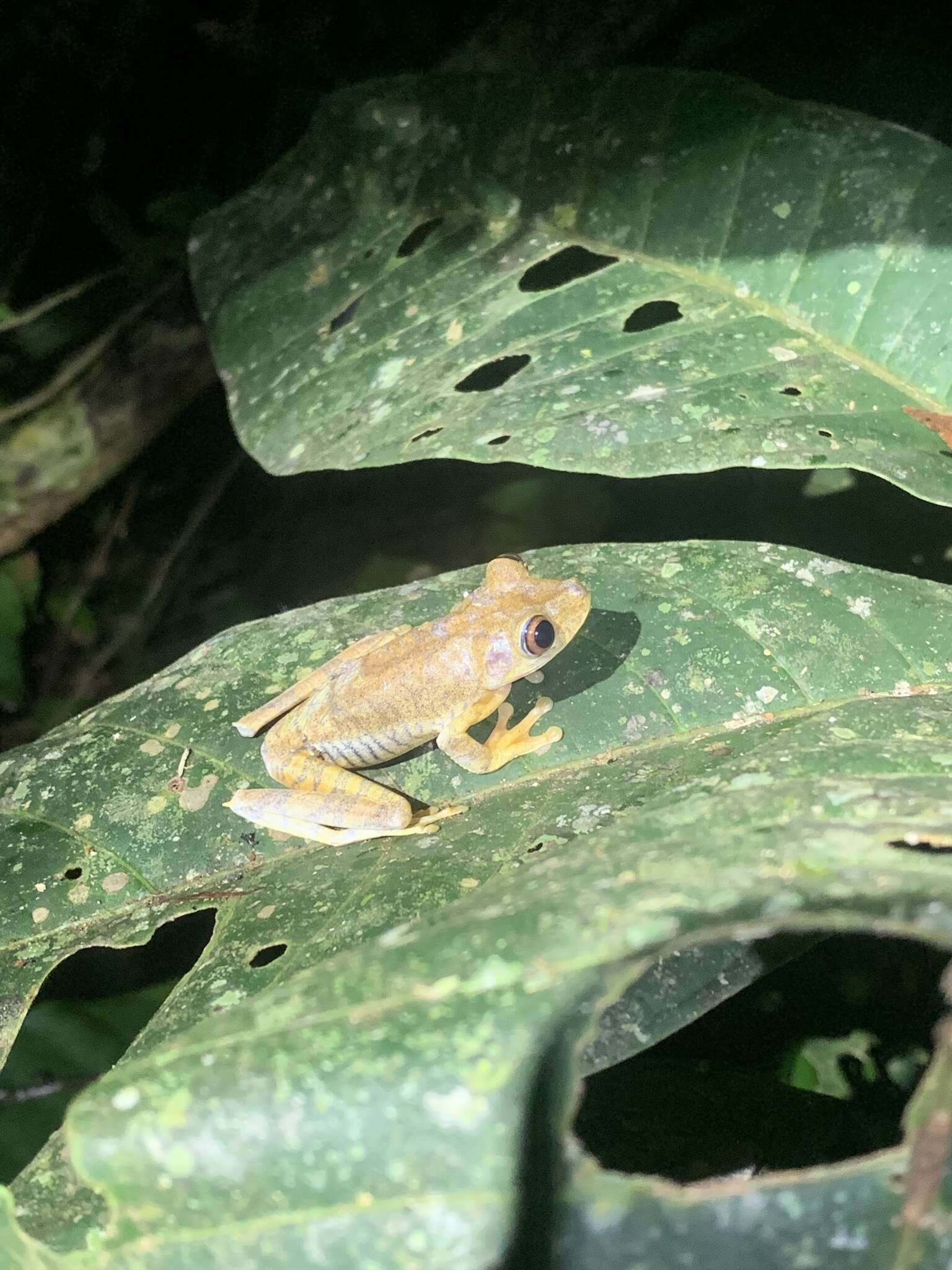 Image de Boana appendiculata