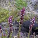 Image of Neobartsia stricta (Kunth) Uribe-Convers & Tank