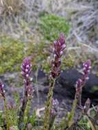 صورة Neobartsia stricta (Kunth) Uribe-Convers & Tank