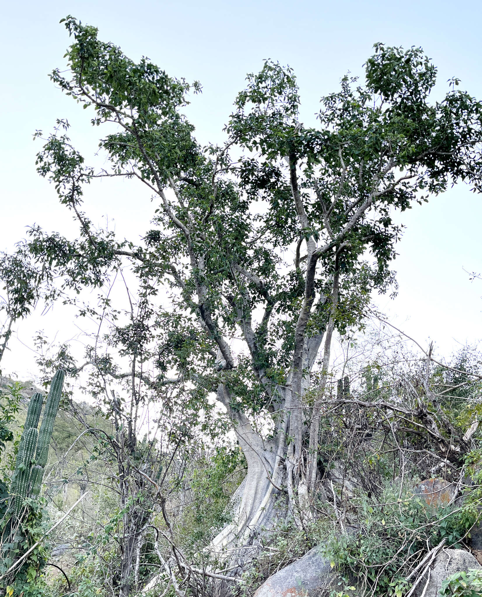 Image of Ficus petiolaris subsp. palmeri (S. Watson) Felger