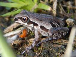 Image of Ornate Chorus Frog