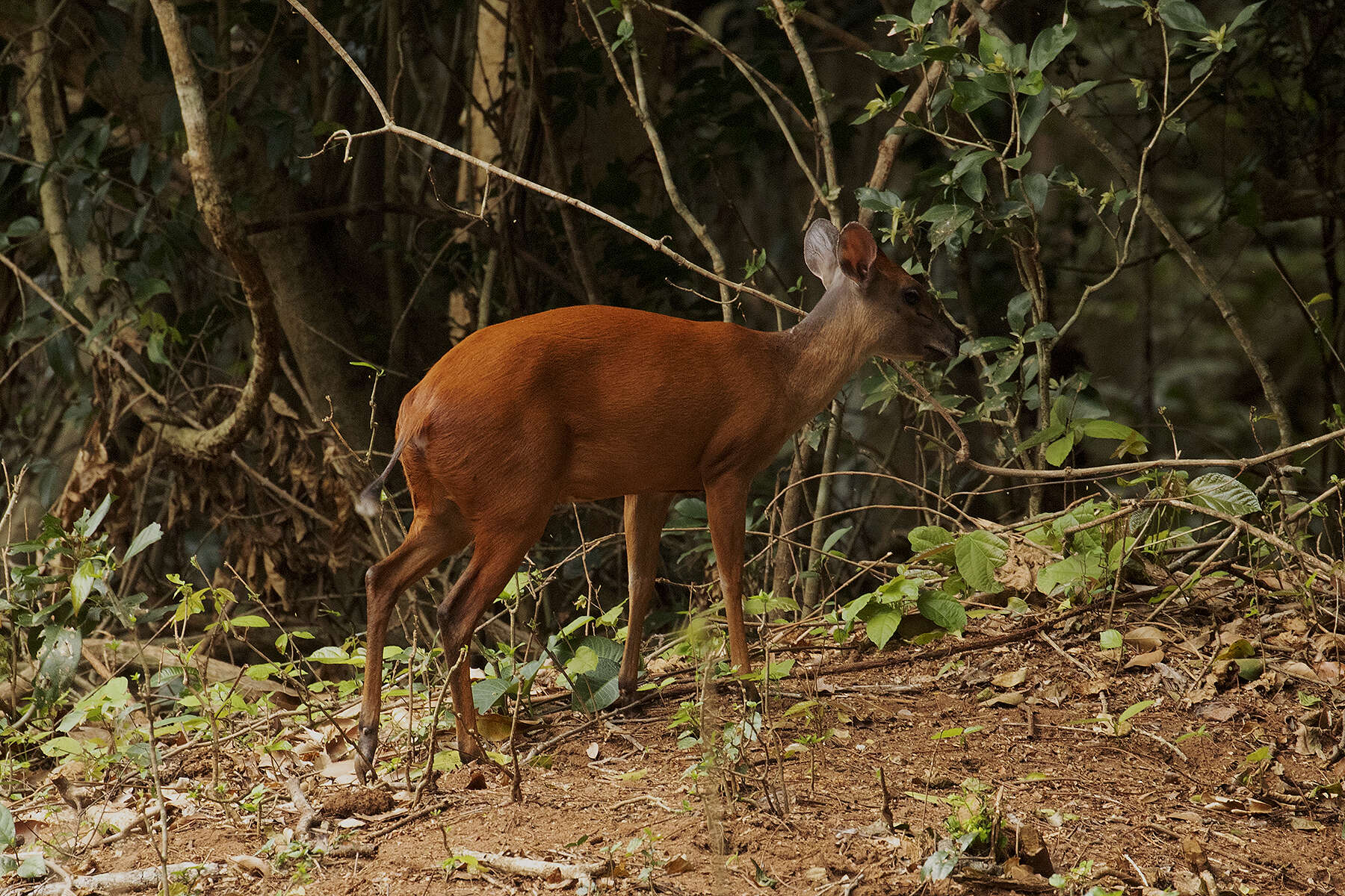 Image of Natal Duiker