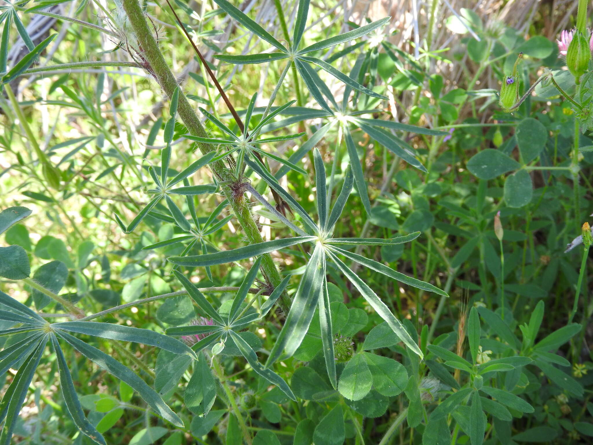 Image of spider lupine