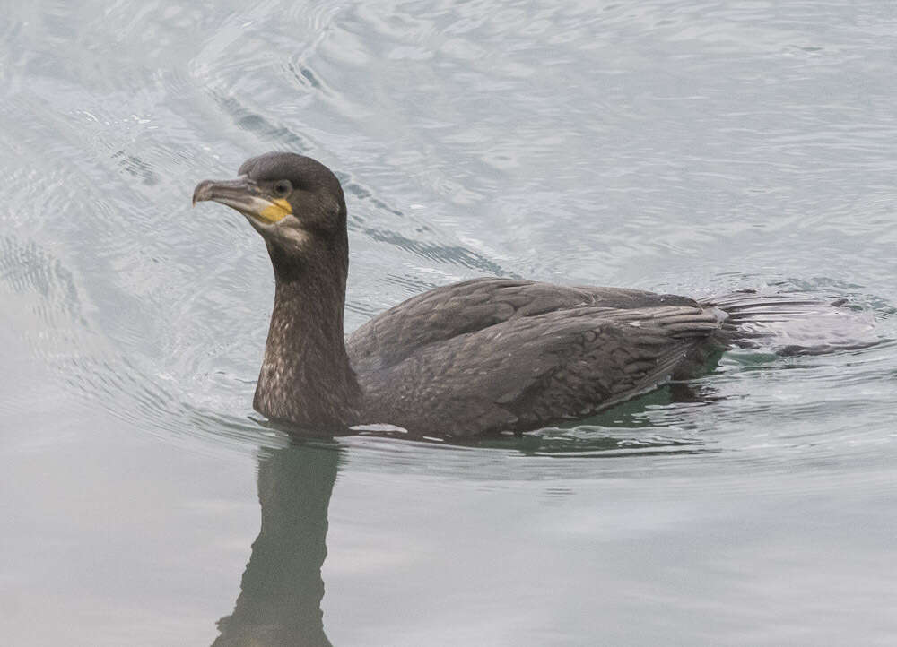 Image of Phalacrocorax carbo carbo (Linnaeus 1758)