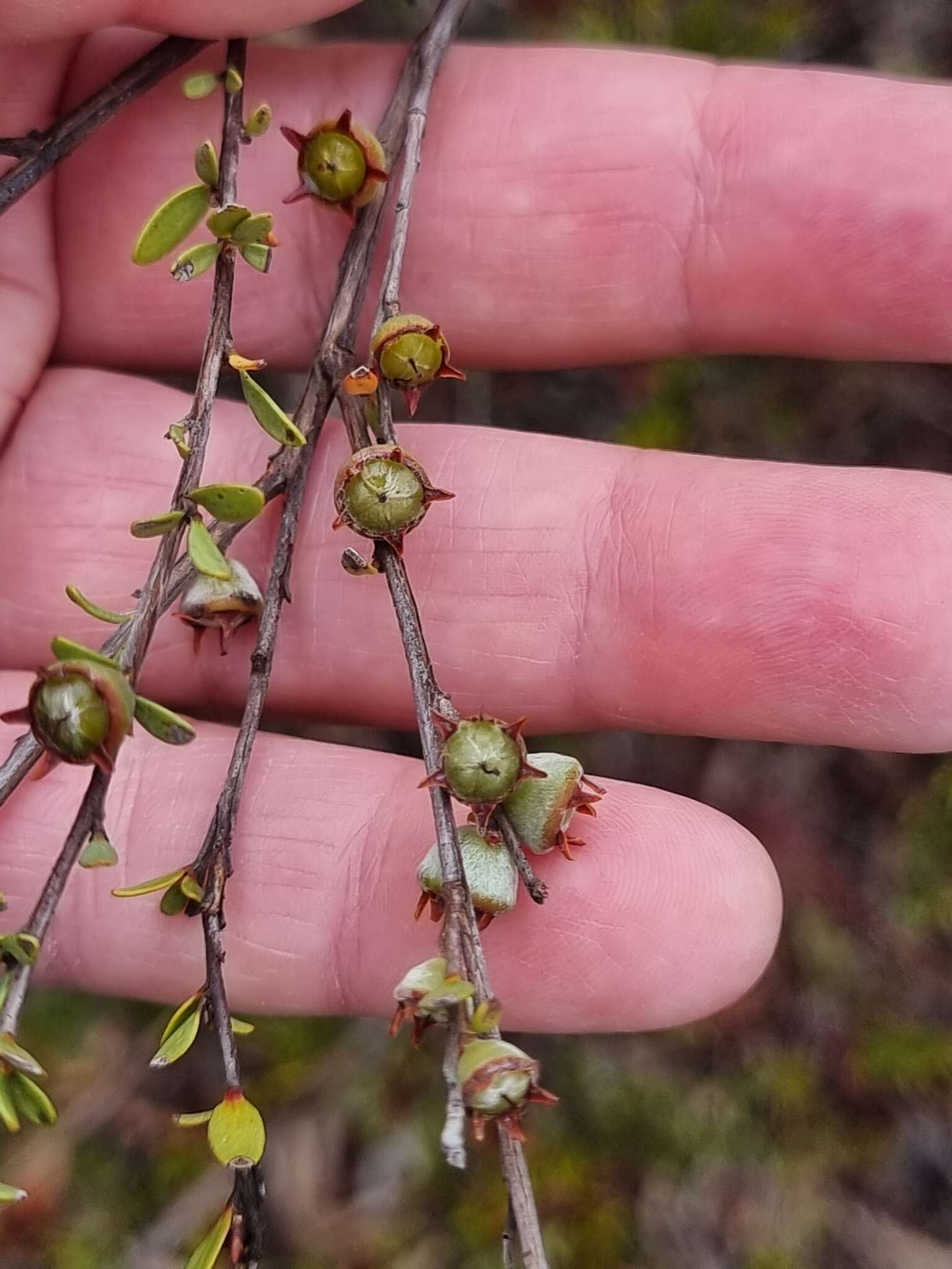 Image of Leptospermum semibaccatum Cheel