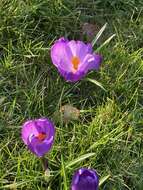 Image of Crocus neapolitanus (Ker Gawl.) Loisel.