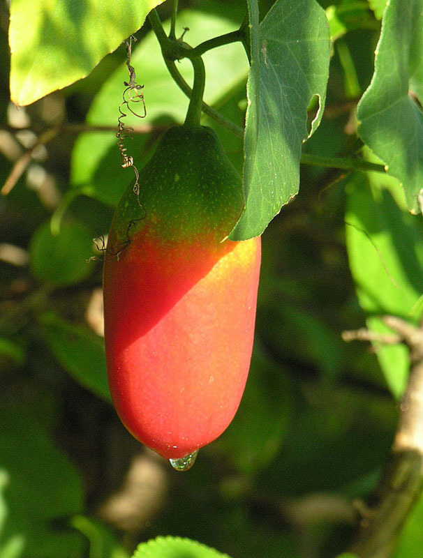 Coccinia adoensis (rights holder: Dick Culbert)