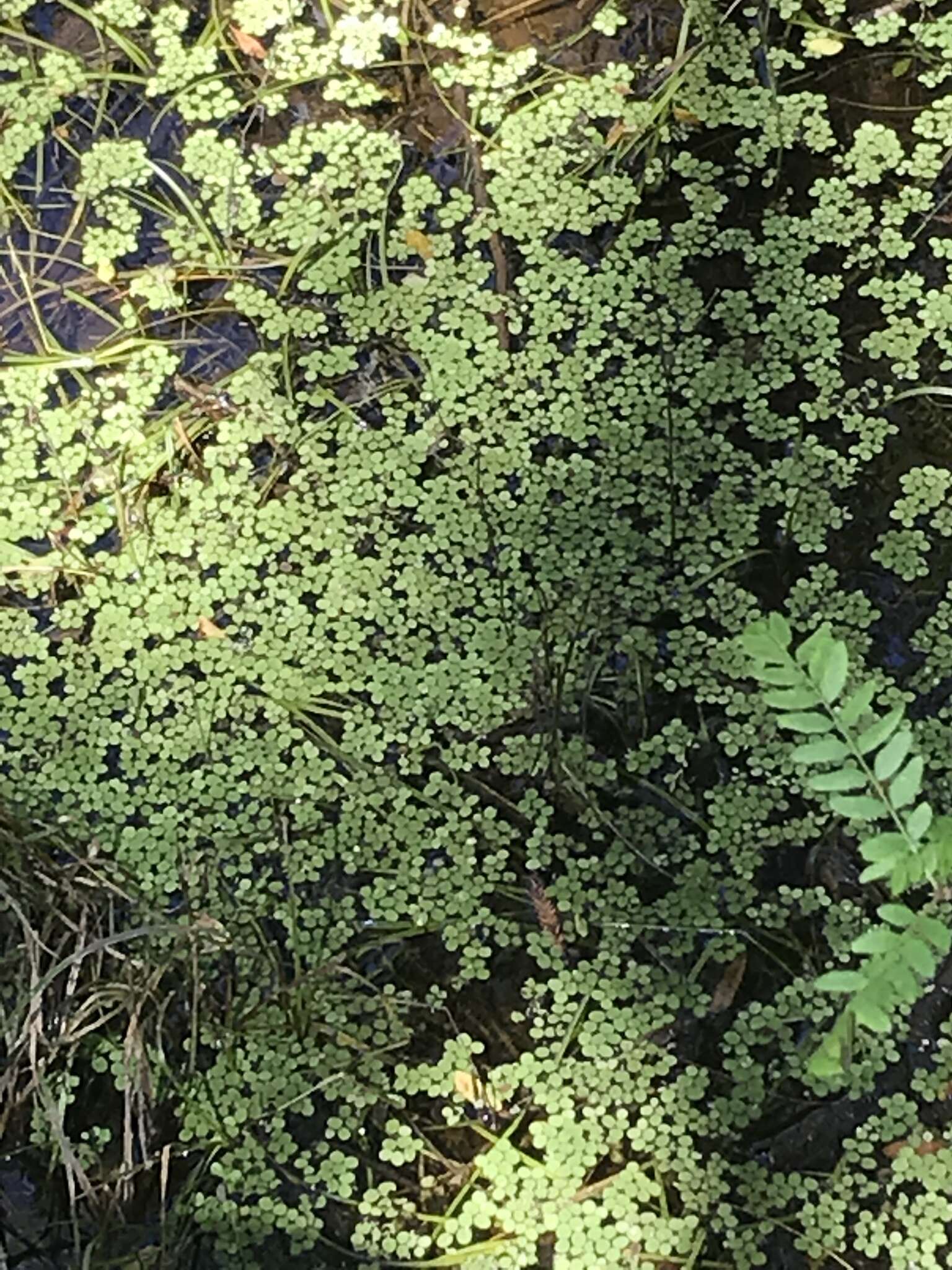 Image of water spangles