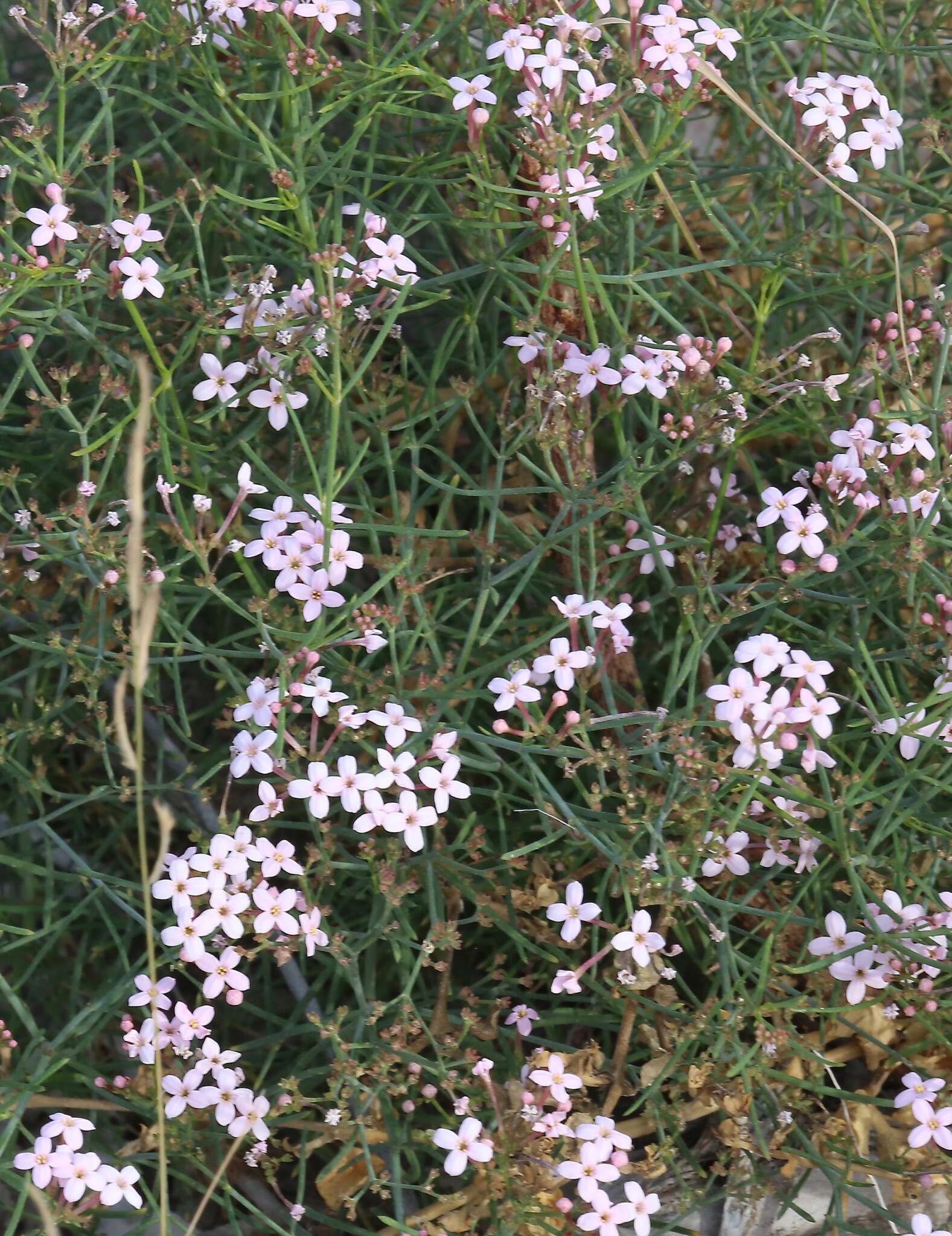 Image of Stenotis brevipes (Rose) Terrell