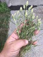 Image of Plantago arenaria subsp. arenaria