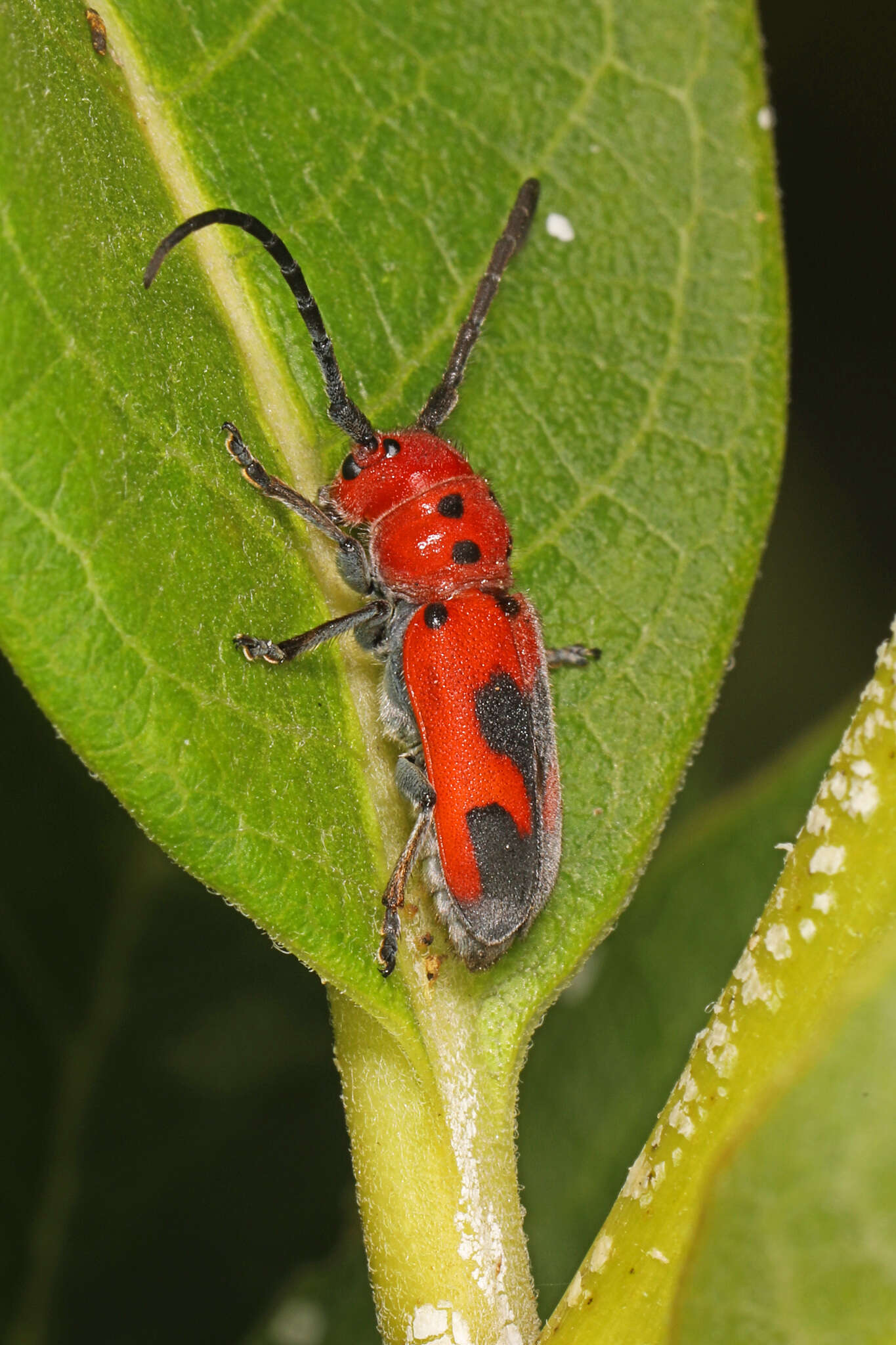 Image of Blackened Milkweed Beetle