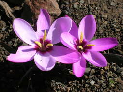 Plancia ëd Hesperantha humilis Baker