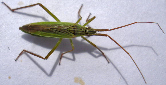 Image of Notostira elongata