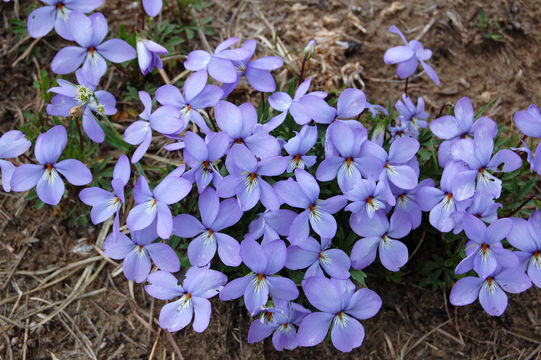 Image of birdfoot violet