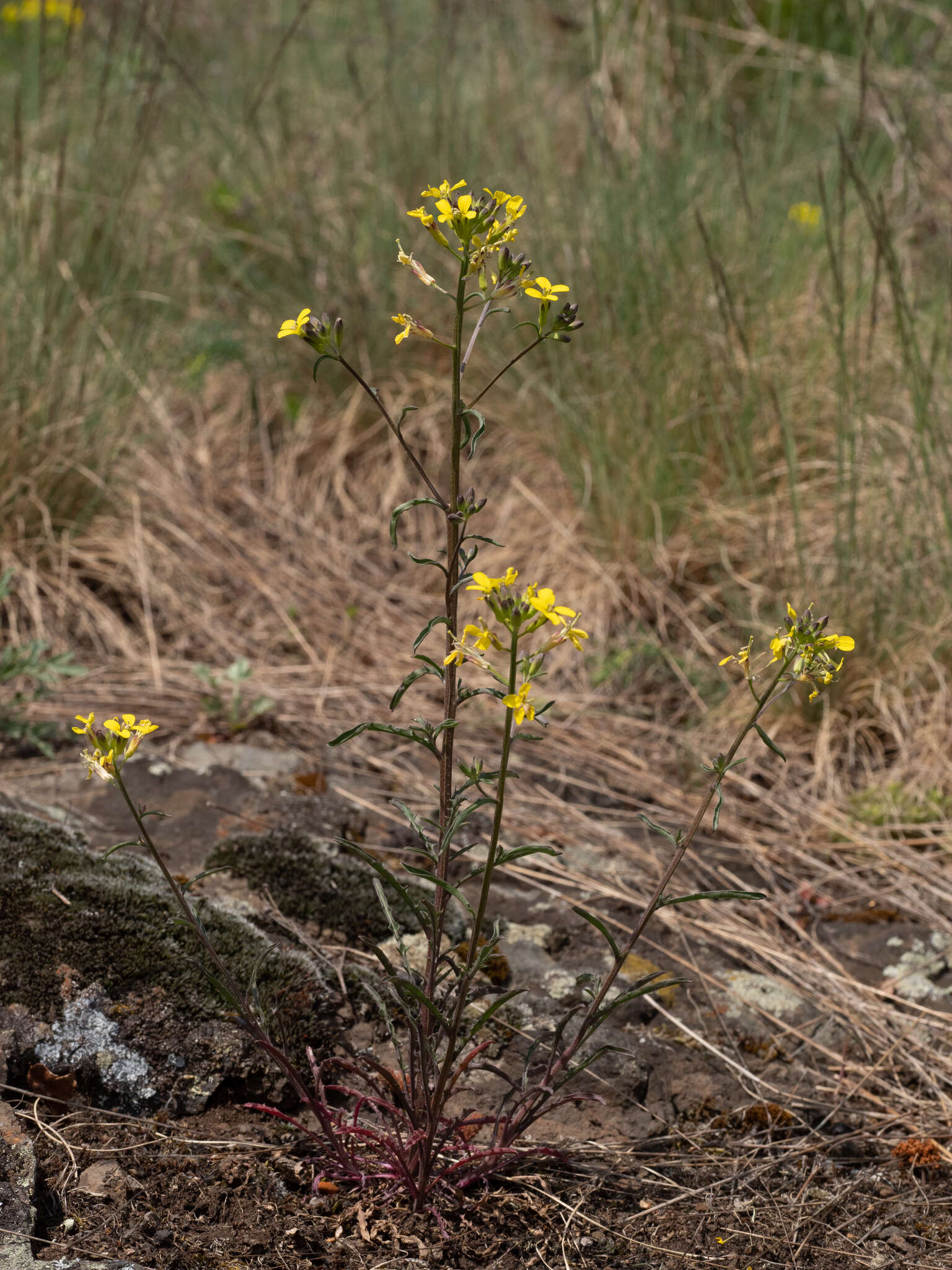 Image of Erysimum crepidifolium Rchb.