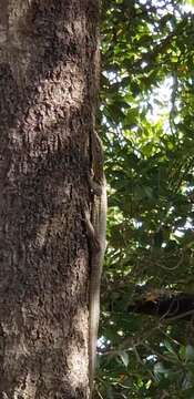 Image of Varanus rainerguentheri Ziegler, Böhme & Schmitz 2007