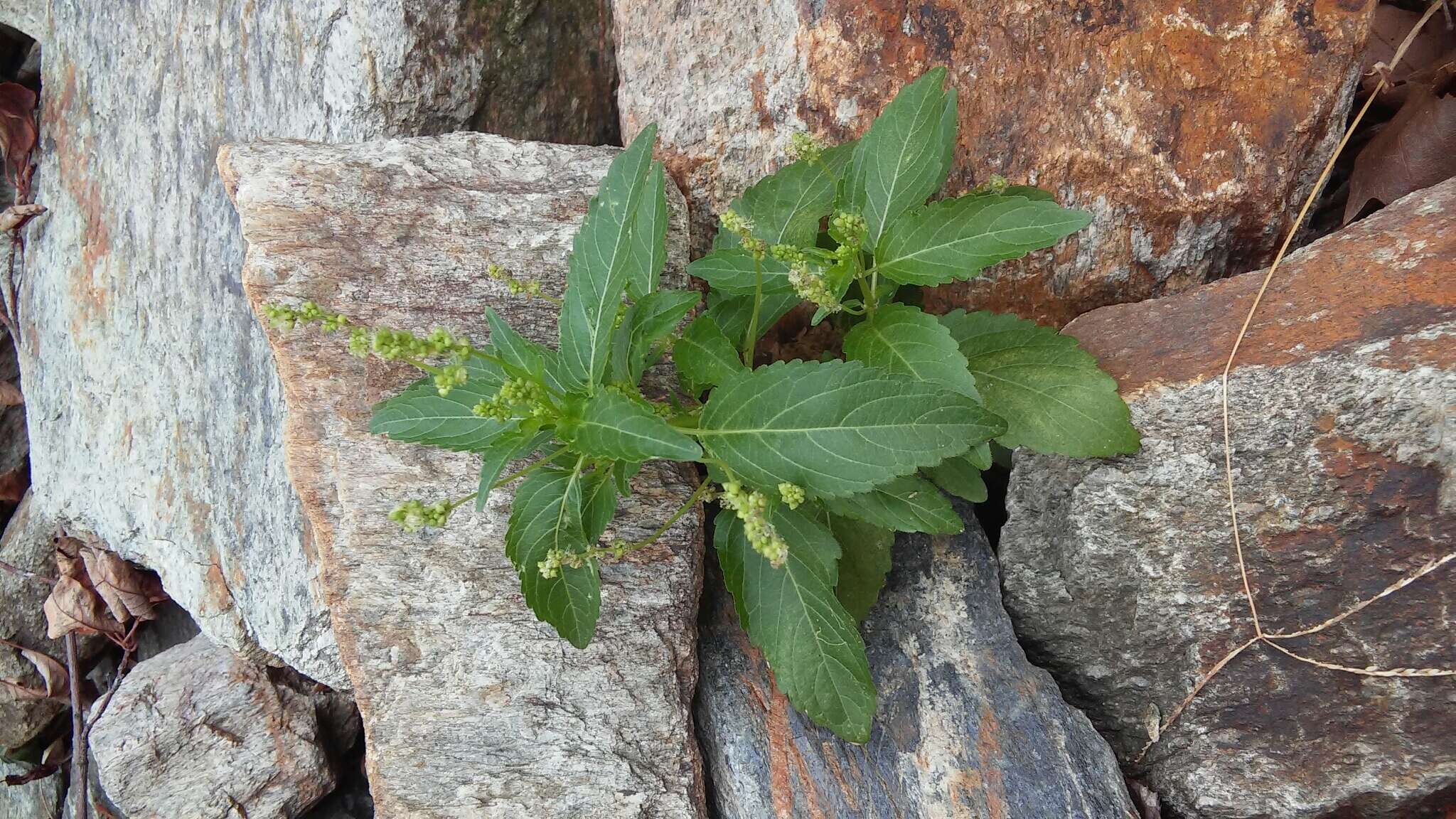 Слика од Mercurialis annua L.