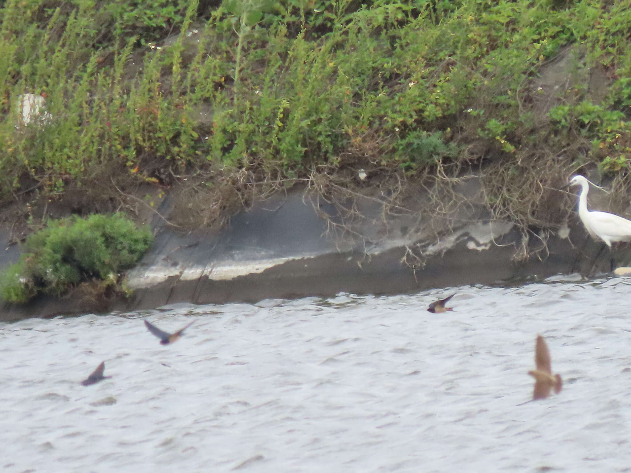 Image of Grey-throated Martin