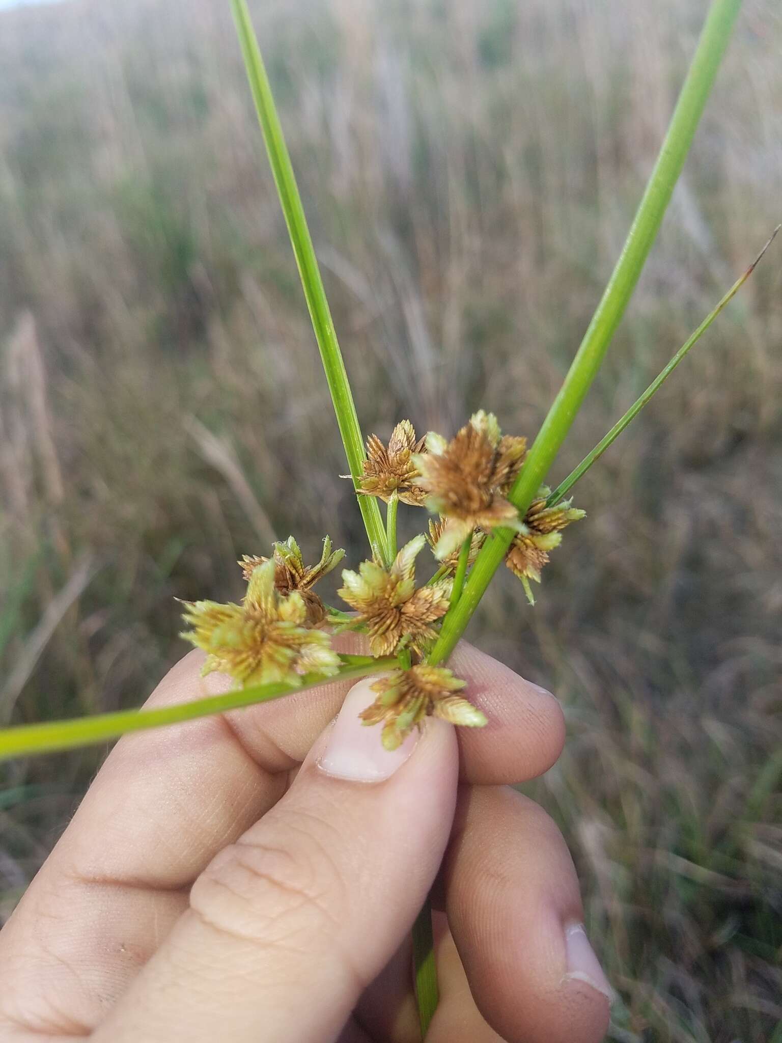 Imagem de Cyperus distinctus Steud.