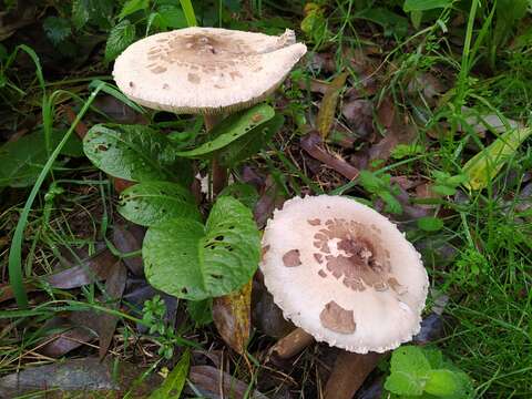 Image of Macrolepiota fuliginosa (Barla) Bon 1977