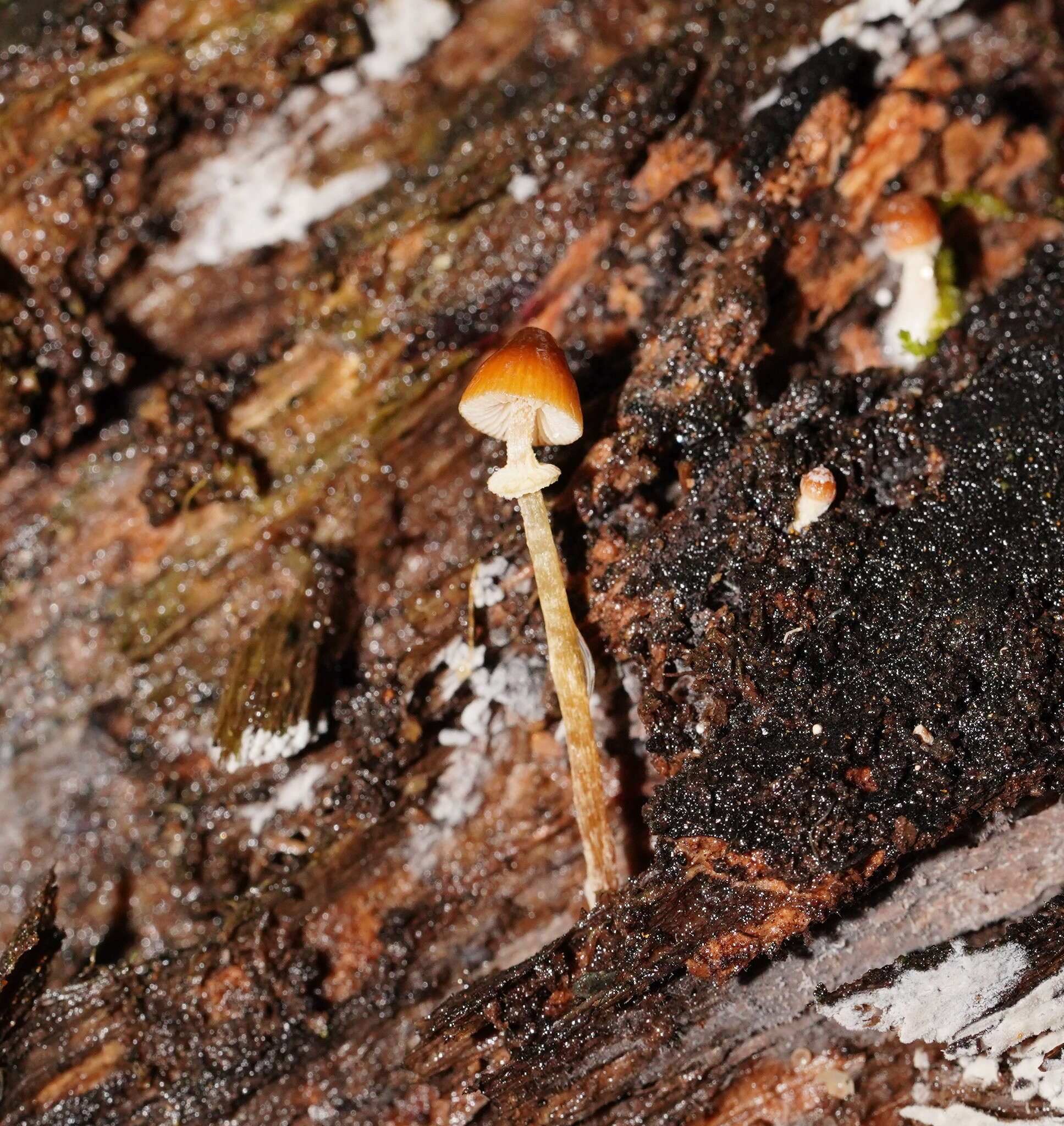 Conocybe filaris (Fr.) Kühner 1935的圖片