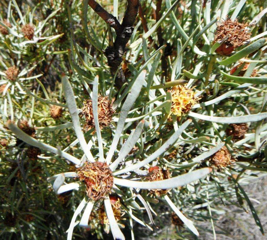 Image of Leucadendron meyerianum H. Buek ex Meissn.