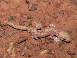 Image of Mottled Ground Gecko