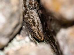 Image of Pacific Gecko