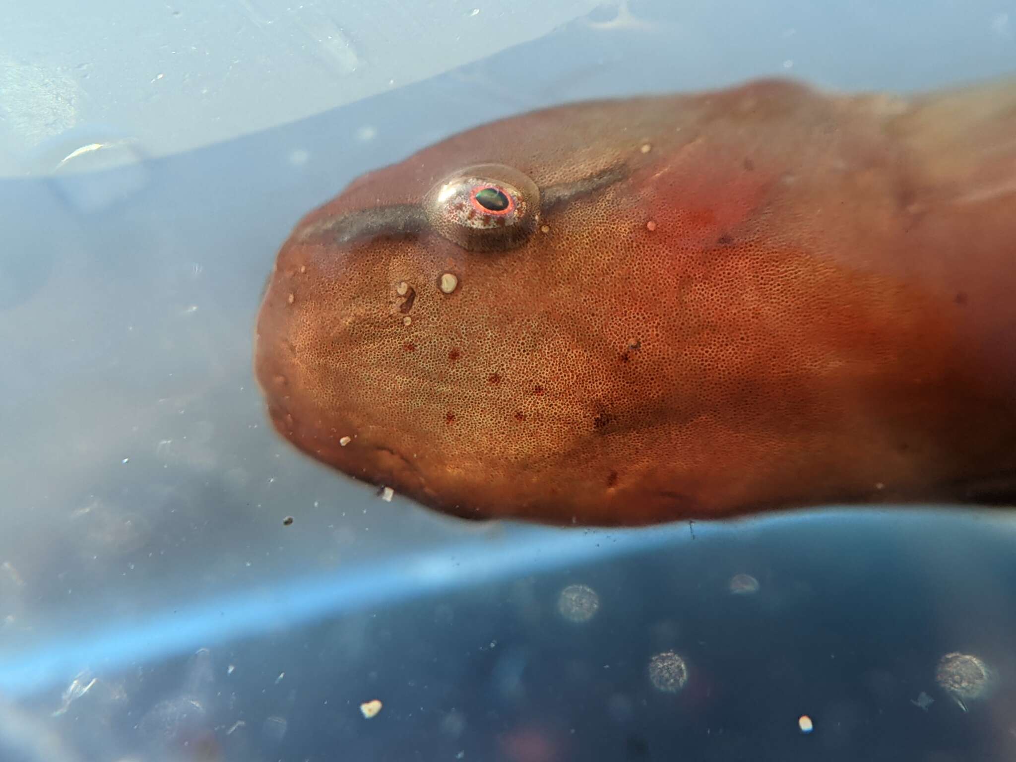 Image of Slender clingfish