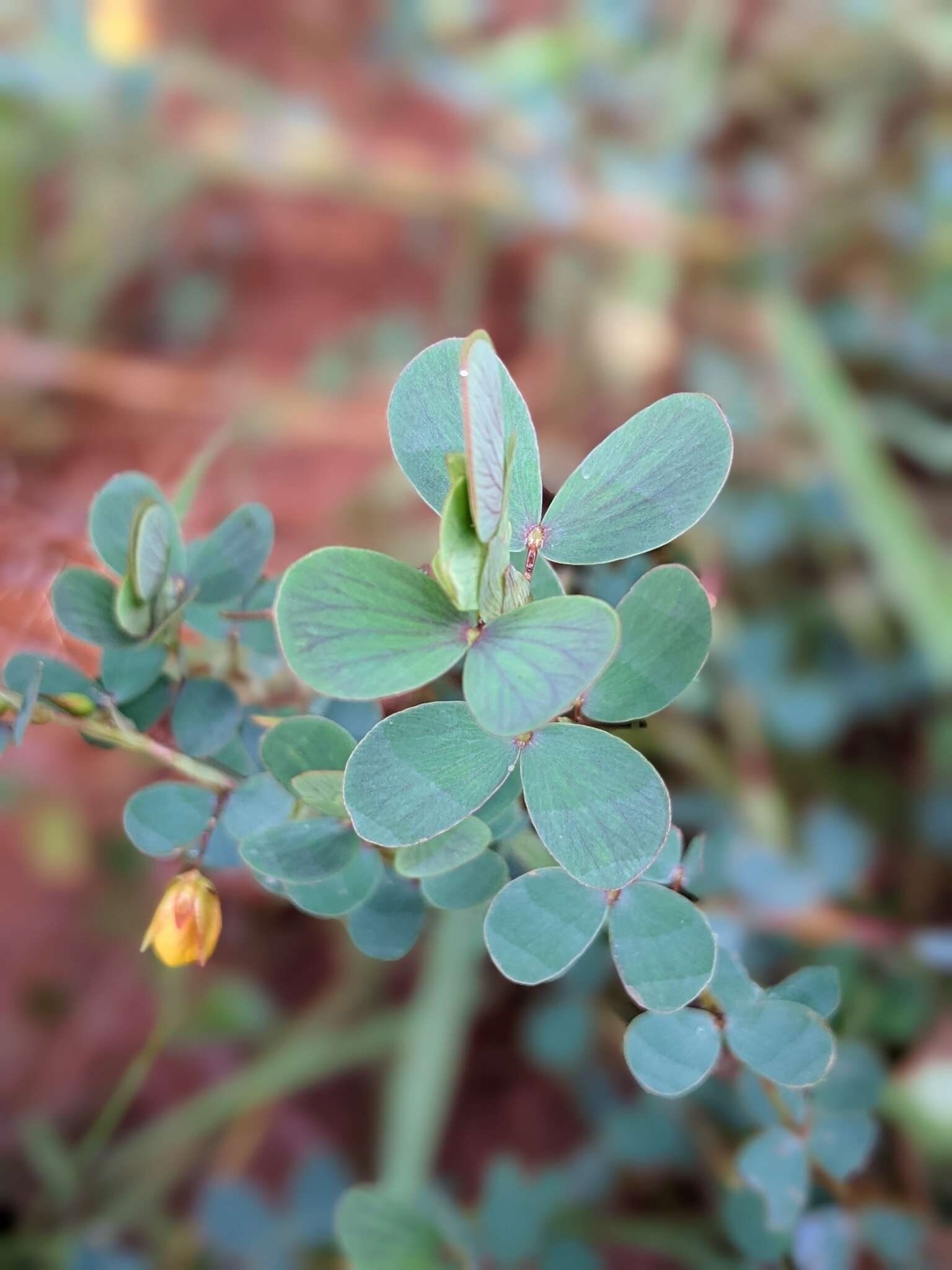 Image of Two-Leaf Sensitive-Pea