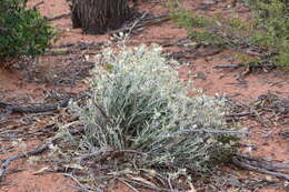 Image of Ptilotus eriotrichus (W. Fitzg. ex Ewart & J. White) P. S. Short