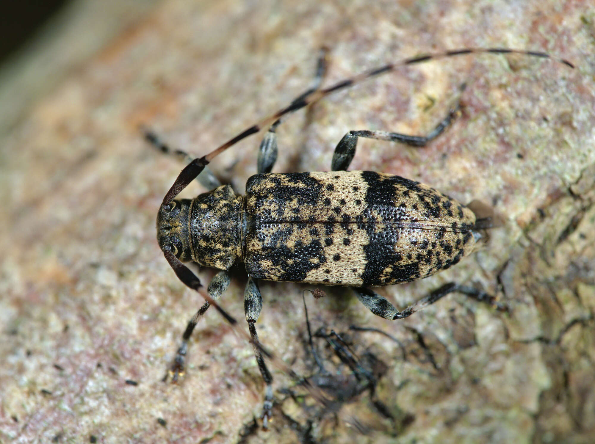 Image of Leiopus linnei Wallin, Nýlander & Kvamme 2009