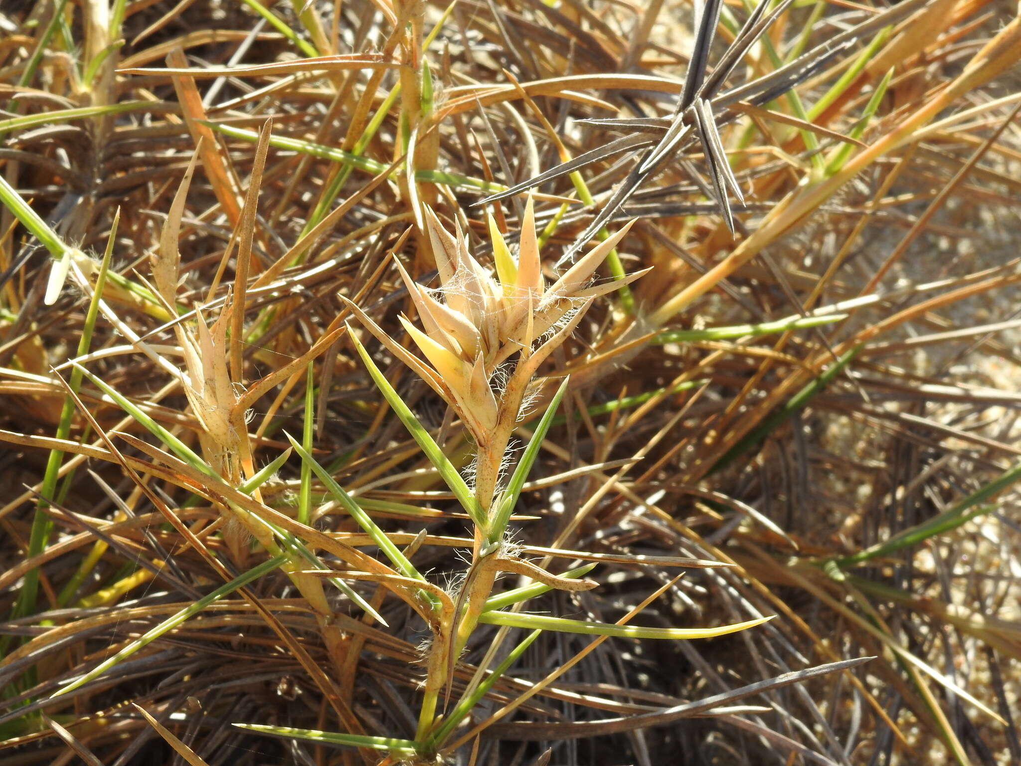 Image of Jouvea pilosa (J. Presl) Scribn.