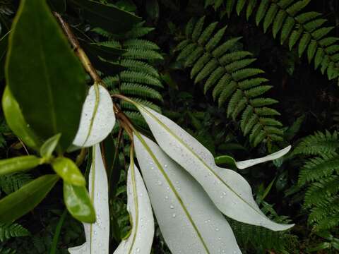 Image of Drimys granadensis L. fil.